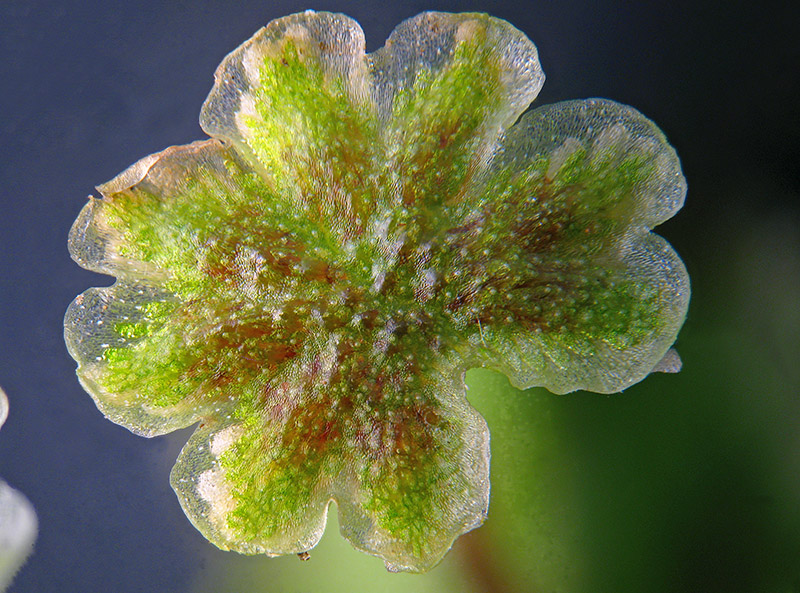 Marchantia polymopha